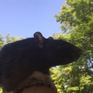 Meet your Posher, Ruby